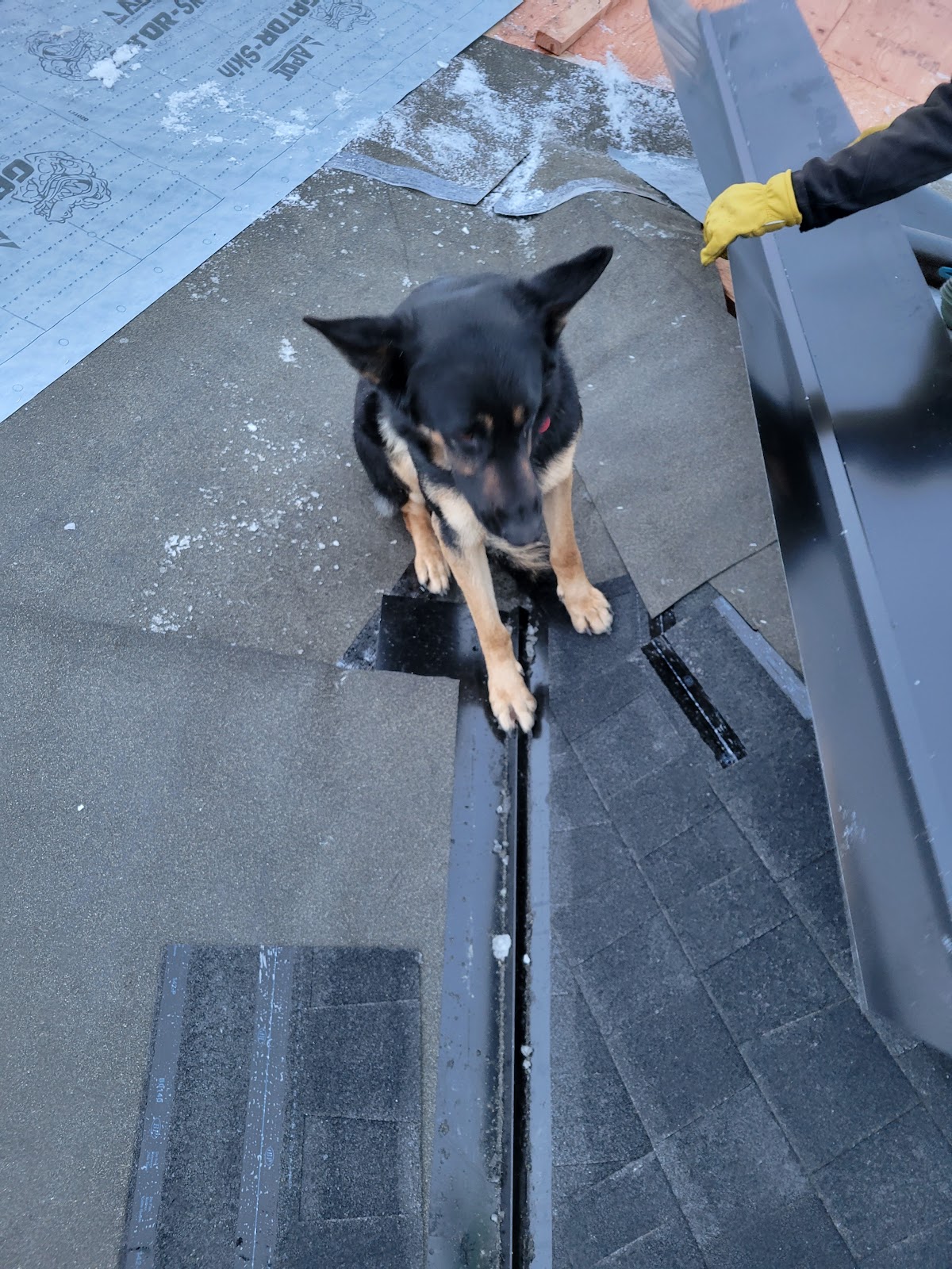 A gloved roofer's hands setting metal flashing while the dog watches