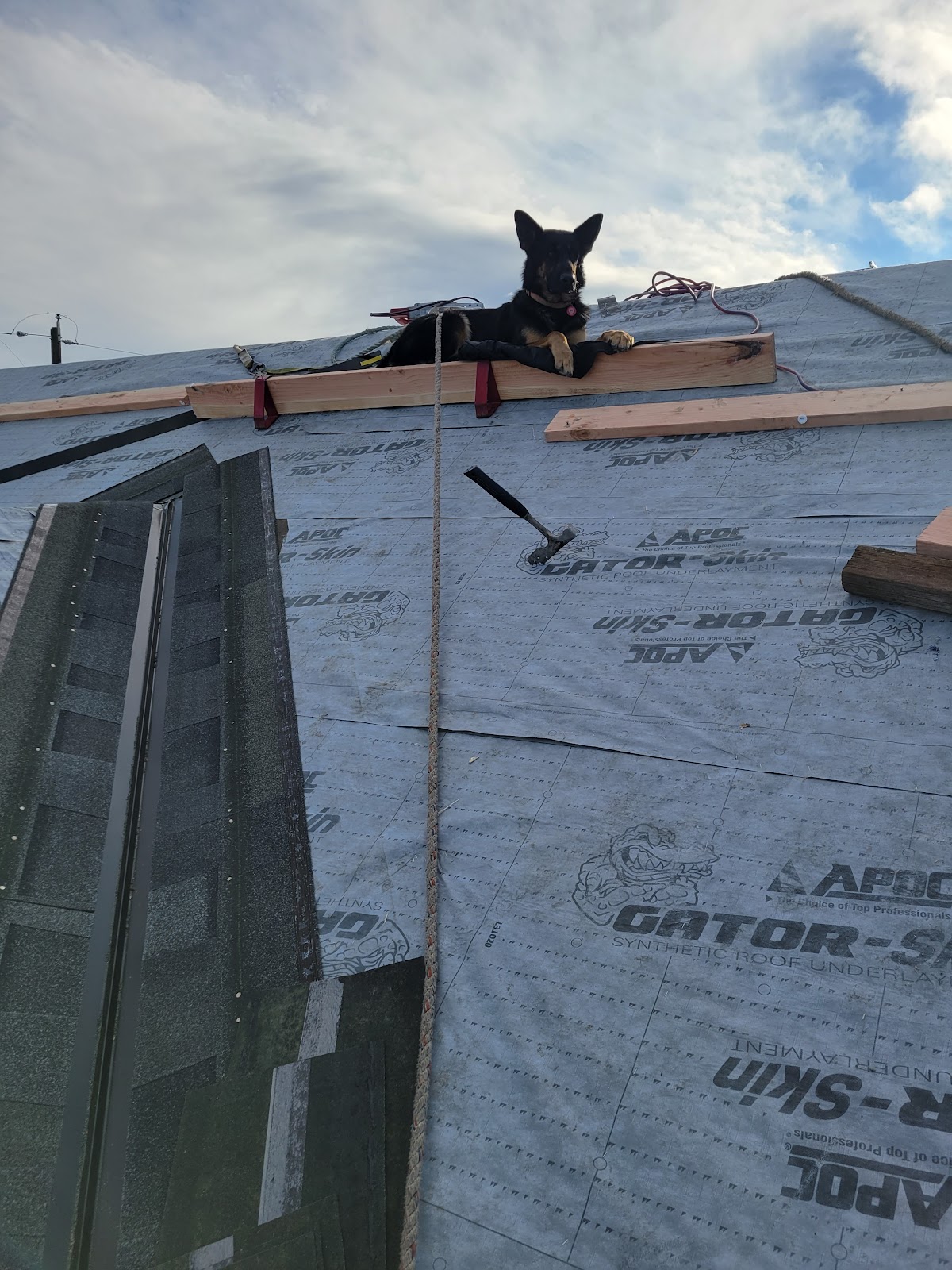 The crew dog on a roof ridge beside fresh synthetic underlayment and tools